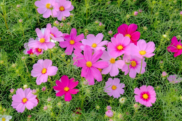 Pink and purple cosmos flowers in full bloom in a sunny garden