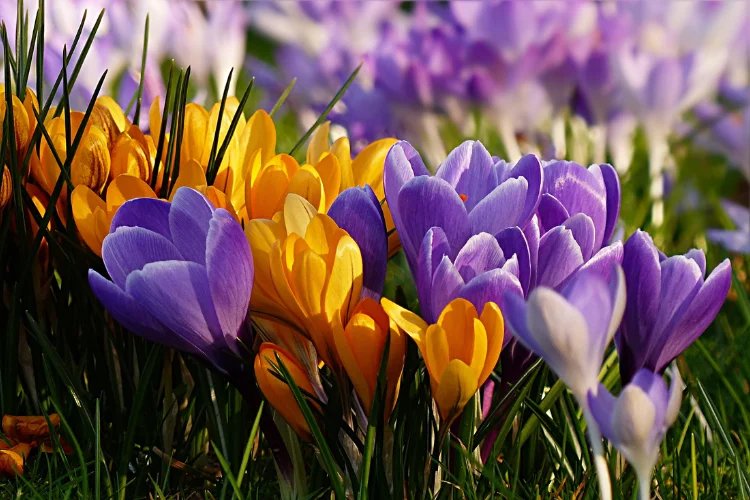 Purple and yellow crocus flowers blooming in early spring garden