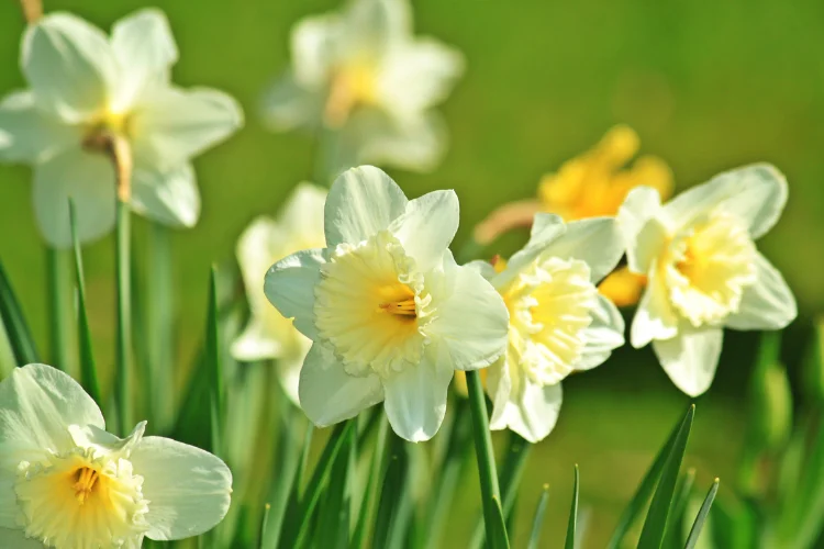 Yellow and white daffodil flowers blooming in a spring garden