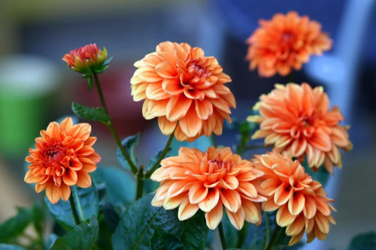 Orange and red dahlia flowers in full bloom in a summer garden