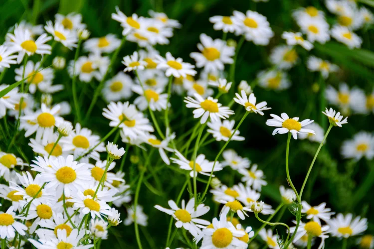 White daisy flowers with yellow centers blooming in a green garden