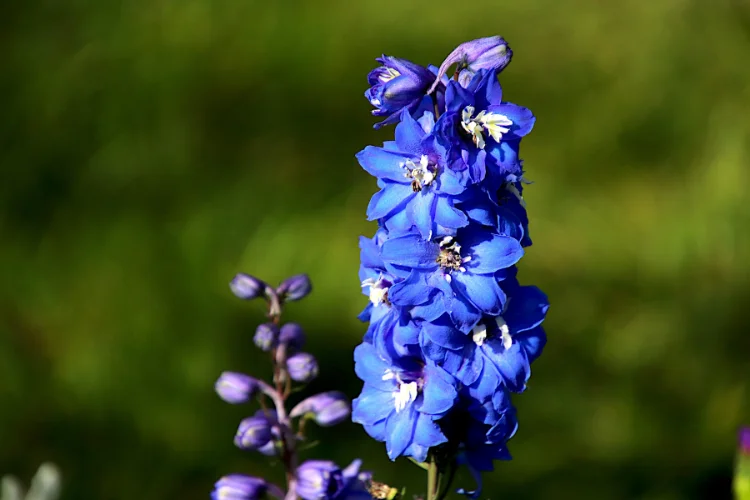 Tall blue delphinium flower spikes growing in a sunny garden border