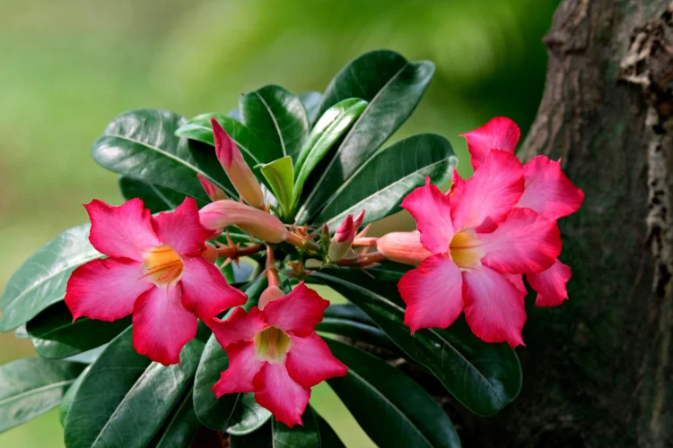 Bright pink desert rose (Adenium) flowers blooming on a sculptural trunk