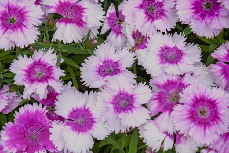 Vibrant pink dianthus flowers in full bloom covering a garden bed