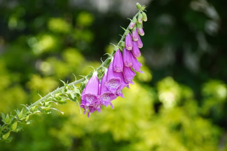 Tall purple digitalis foxglove flower spikes growing in a garden