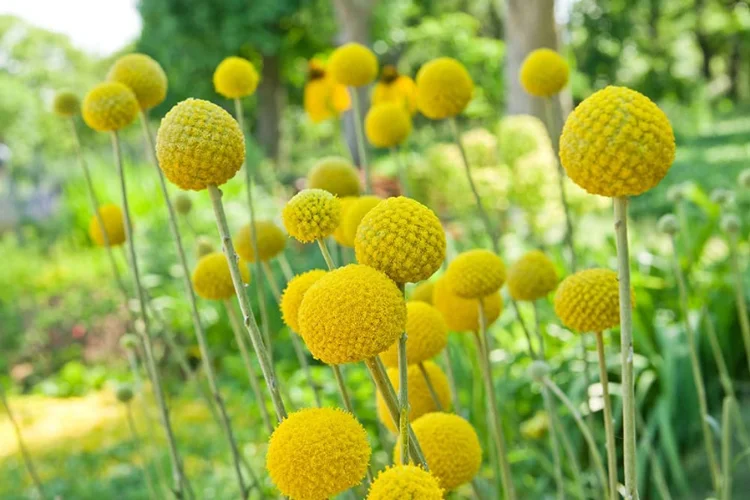 Bright yellow round drumstick flowers (Craspedia) on tall straight stems