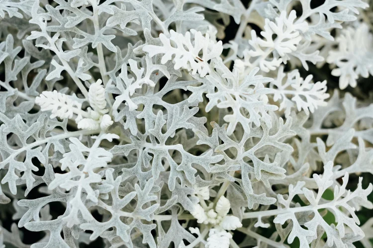 Silvery-white dusty miller foliage with deeply lobed leaves in a garden border