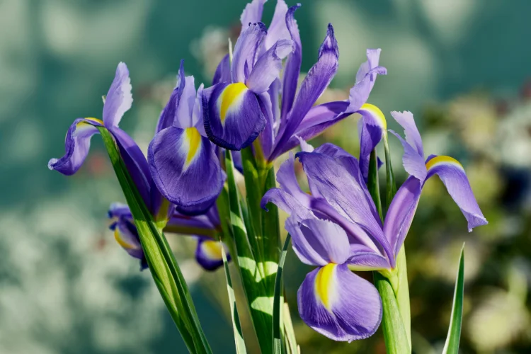 Purple and blue Dutch iris flowers in full bloom in a garden