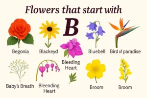 A illustrated chart of flowers that start with B, showing Begonia (red), Black-Eyed Susan (yellow), Bougainvillea (pink-purple), Bluebell (purple), Bird of Paradise (orange and blue), Baby's Breath (white), Bleeding Heart (pink), Buttercup (yellow), and Broom (yellow), arranged around a large decorative letter B on a cream background.