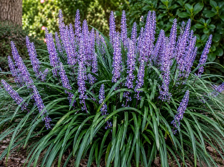 Lyposingrass liriope plant with purple flower spikes growing as a garden border