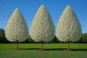 white spring blossoms on a pear trees branch with soft green garden background