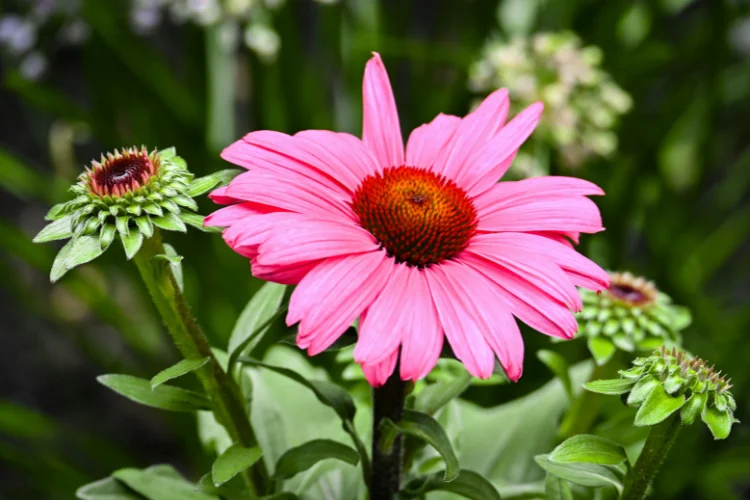 Pink Echinacea Coneflower with raised spiky center and swept-back petals blooming in summer