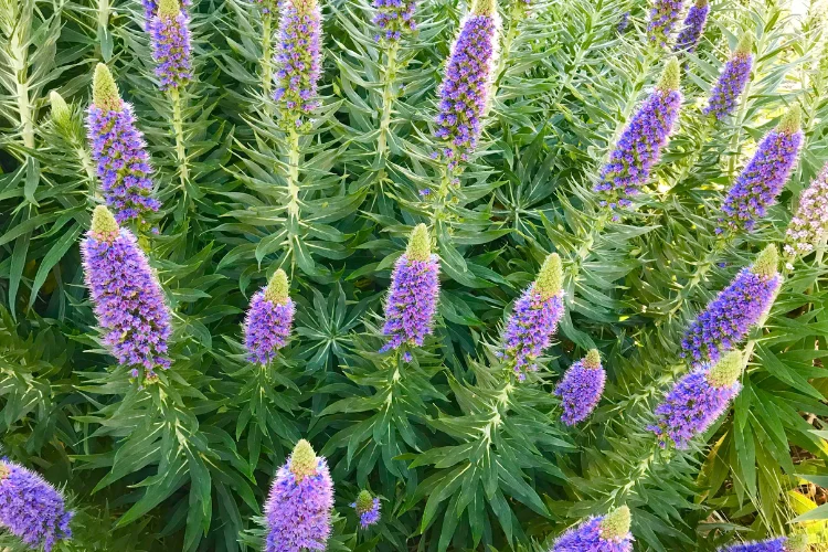 Tall spires of vivid purple Echium flowers covered in densely packed tubular blooms