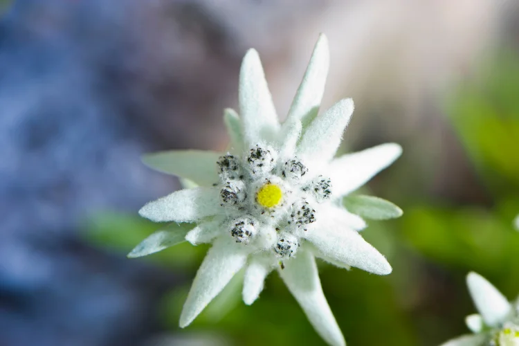 Close-up of white woolly Edelweiss alpine flowers with star-shaped felt-textured petals