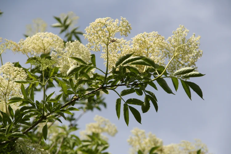 Flat-topped clusters of tiny creamy white Elderflower blossoms on a shrub in late spring