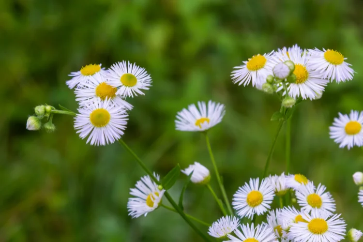 Delicate white and pale pink Erigeron Fleabane daisy-like flowers in full bloom