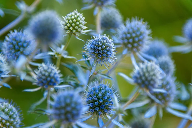 Spiky steel-blue Eryngium Sea Holly flowers with thistle-like bracts in a summer garden