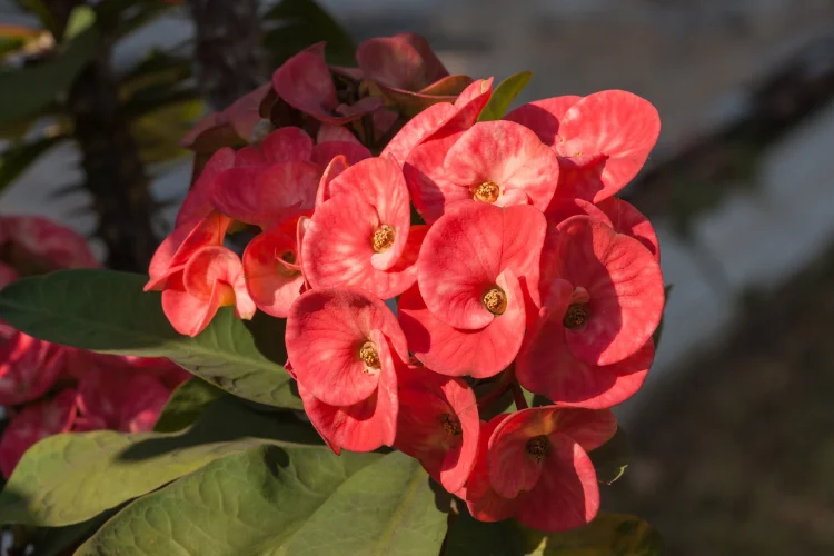 Vibrant red Euphorbia flowers with clusters of bold blooms in a garden setting