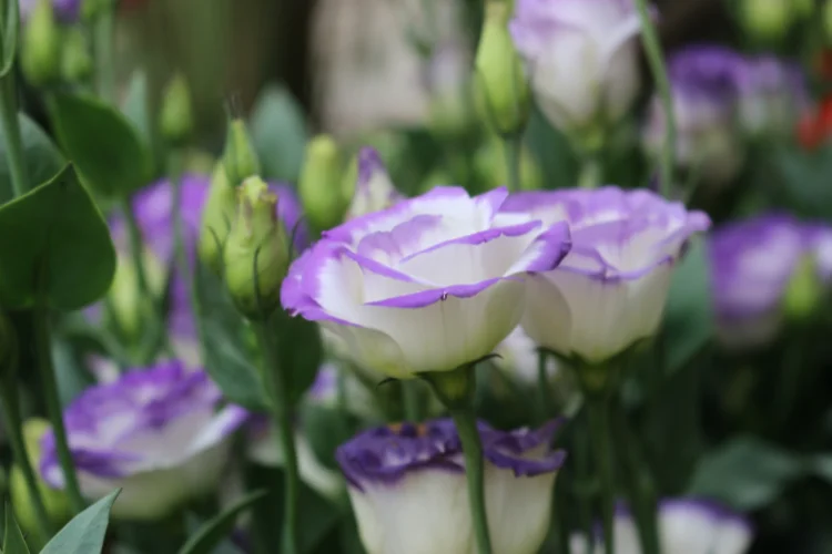 Soft purple and white Eustoma Lisianthus flowers with ruffled layered petals