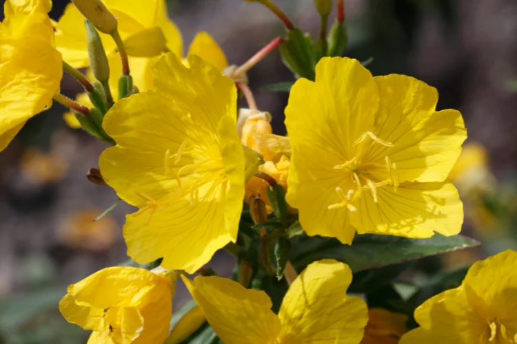 Bright yellow Evening Primrose flowers blooming in a sunny garden