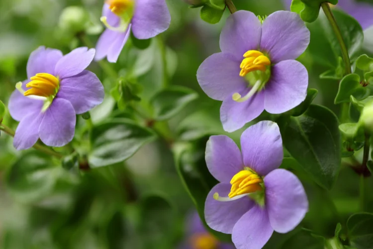 Close-up of Exacum Persian Violet flowers with delicate purple petals and yellow centers