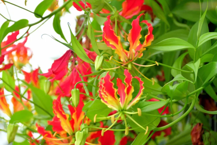 Red and orange flame lily flowers with curled petals in bloom