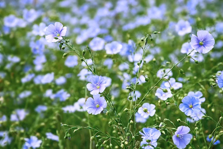 Delicate blue flax flowers blooming in a naturalistic garden setting