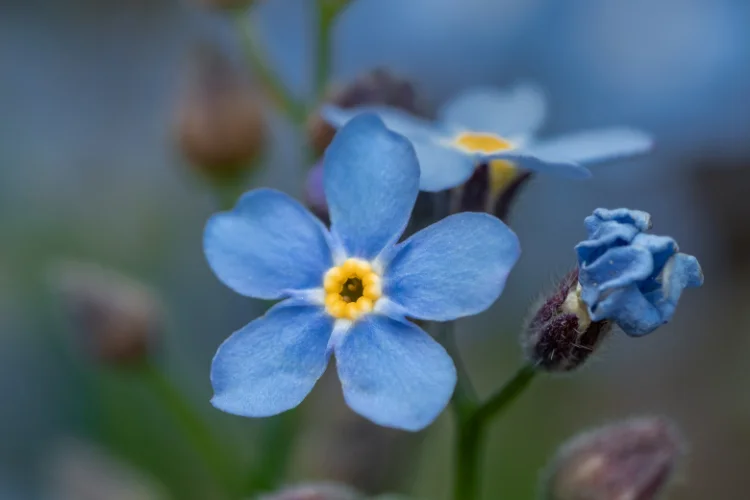 Tiny blue forget-me-not flowers with yellow centres in a garden