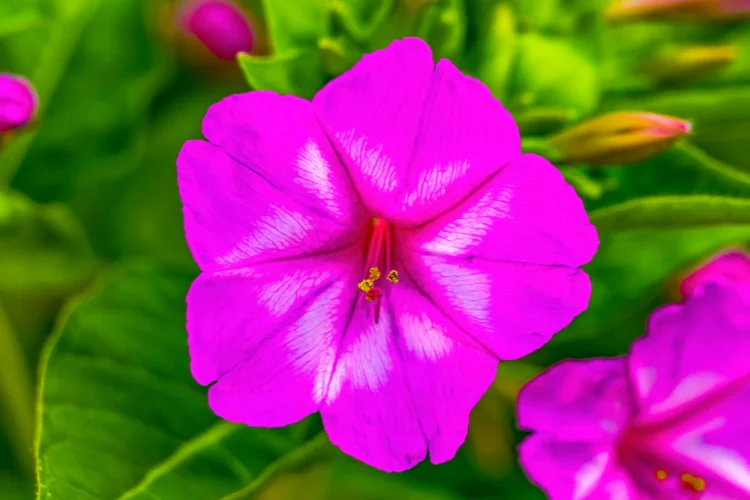 Vibrant pink four o'clock flower in full bloom