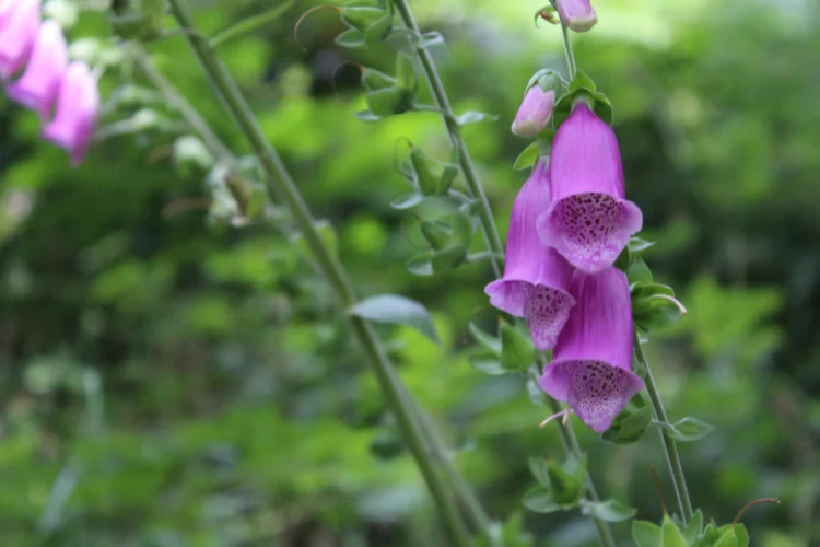 Tall purple foxglove flower spires growing in a garden border