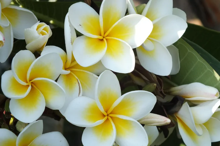 Cluster of white and yellow frangipani flowers on a tree