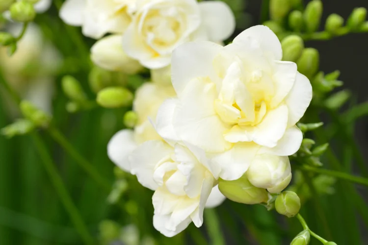 White freesia flowers in full bloom with soft green stems