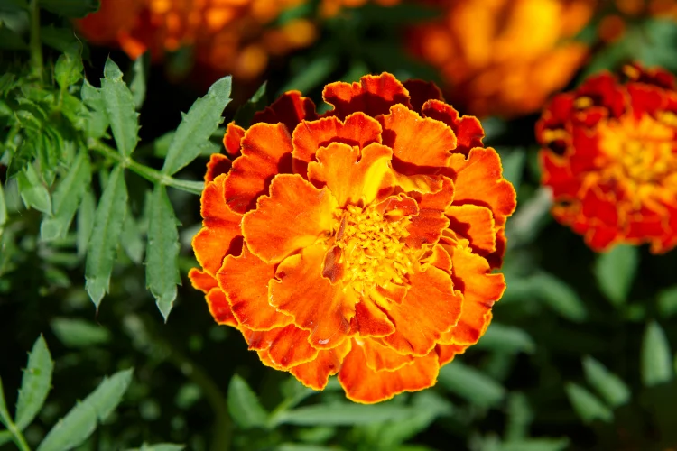 Bright orange French marigold flower in close-up bloom