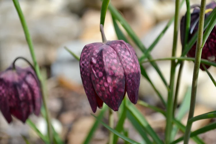 Purple checkered fritillaria meleagris bell-shaped flowers on slender stems