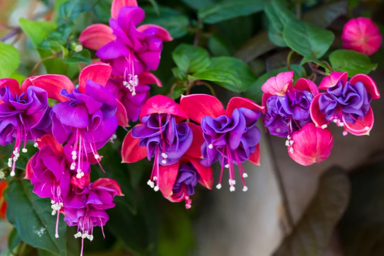 Pink and purple fuchsia flowers hanging in full bloom