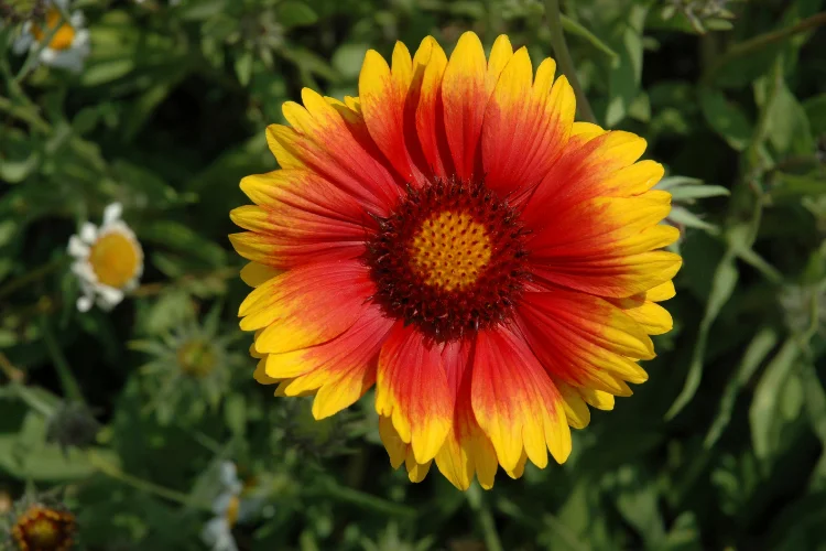 Bold red and yellow gaillardia blanket flower in full summer bloom