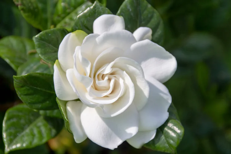 Close-up of a white gardenia flower with creamy layered petals