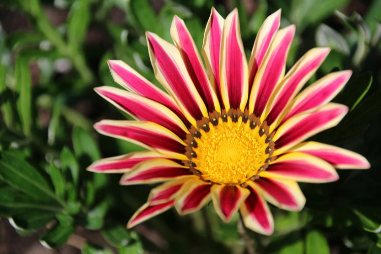 Striking red and yellow striped gazania flower also known as the Treasure Flower