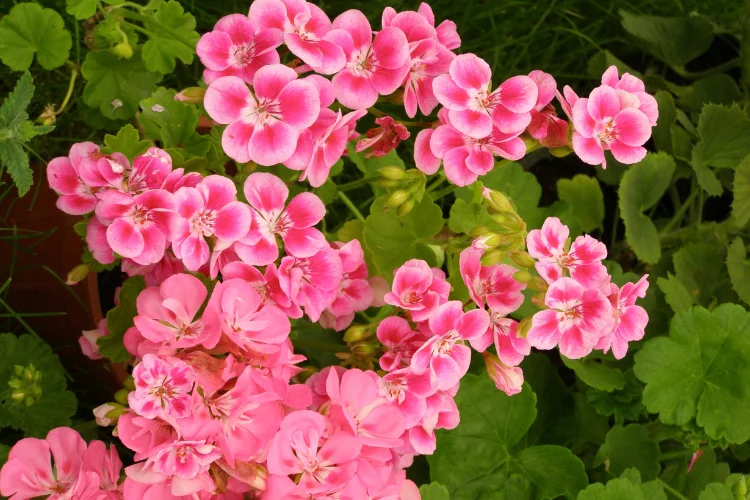 Clusters of pink geranium flowers blooming among green leaves
