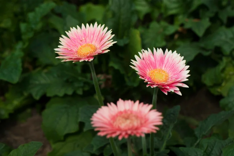 Bright pink gerbera daisy flowers with lush green foliage