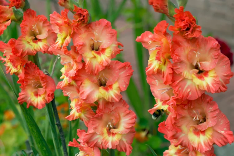 Vibrant red and orange gladiolus flower spikes in full bloom