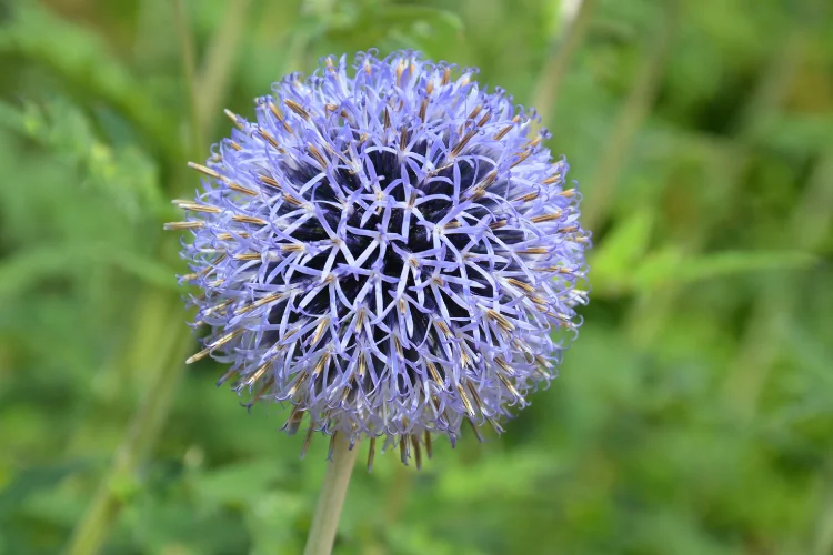 Spherical steel-blue globe thistle flower heads on silver-green stems