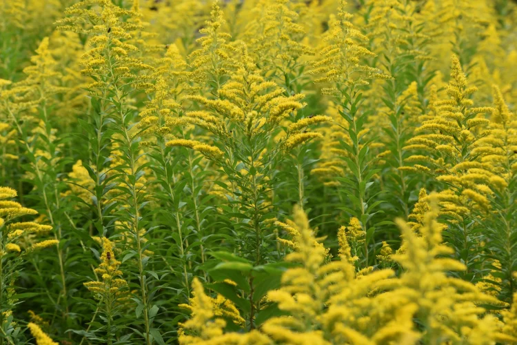 Tall golden yellow goldenrod flowers blooming in a summer field