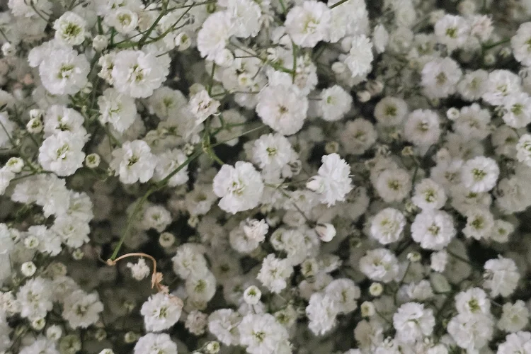 Delicate white gypsophila flowers in full bloom, also known as Baby's Breath