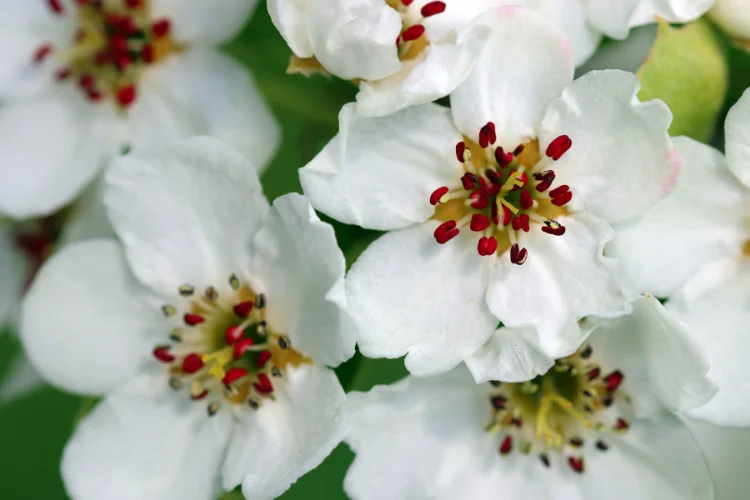 White hawthorn flowers blooming on tree branches in spring