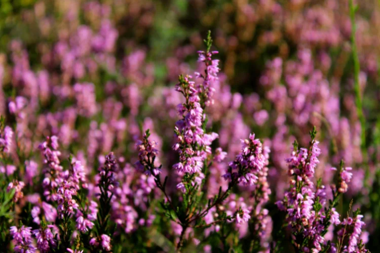 Purple heather flowers covering a garden hillside