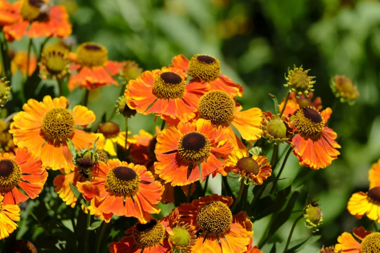 Orange and yellow helenium flowers blooming in a sunny garden