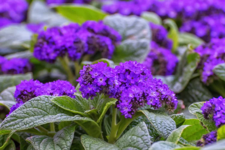Purple heliotrope flower clusters with fragrant blooms