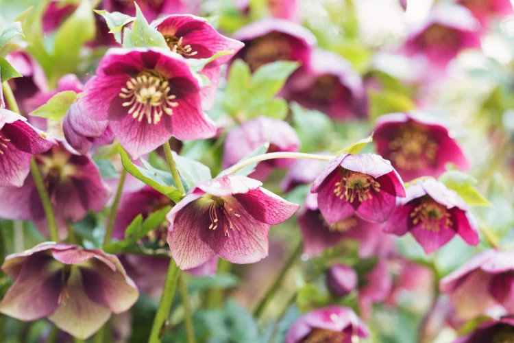 Dark purple and white hellebore flowers blooming in late winter