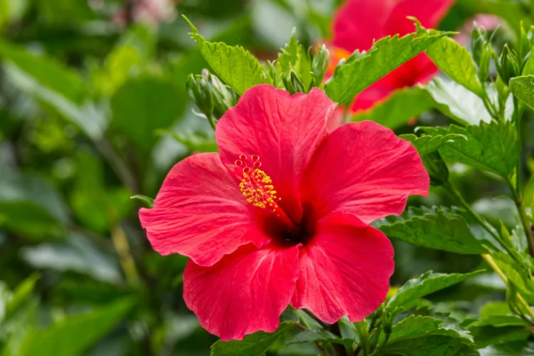 Red hibiscus flower with open trumpet-shaped petals
